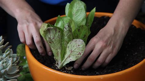 Check spelling or type a new query. Growing Edible Plants in Containers | Curious.com