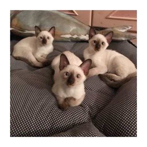 ขายแมว (ลูกแมววิเชียรมาศ siamese cat) แมวมงคลไทยโบราณสายพันธุ์ไทยวิเชียรมาศ หรือแมวสยาม จดทะเบียนพาณิชย์ ลูกแมววิเชียรมาศแท้ (Siamese cat) | แคทดีวา แหล่งรวม ...