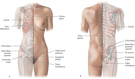 And pathophysiology to properly care for women with these conditions and to avoid surgical complications. Topographical Anatomy | Basicmedical Key