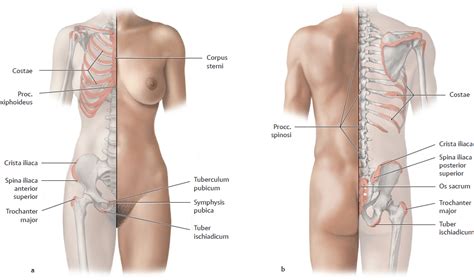 It is formed by the fixation of the subcutaneous tissue to the corresponding spinous processes. Topographical Anatomy | Basicmedical Key