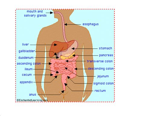 Human digestion get the gizmo ready: Miss Jeffrey's SBI3C