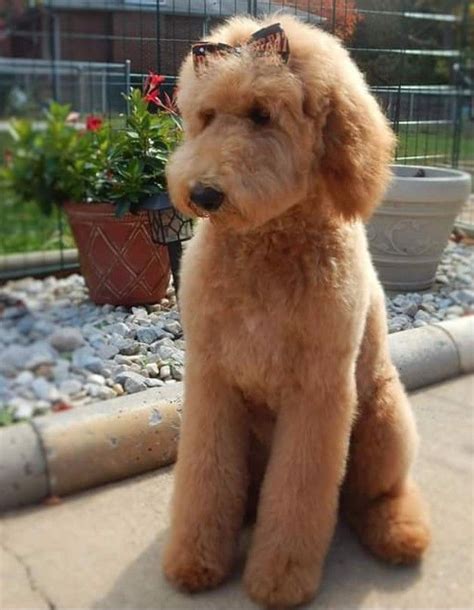 Their positive personality traits are we have been committed to the development and research of the english golden since 1993 when we produced the first litter of english goldendoodles. 20+ Best Goldendoodle Haircut Pictures - The Paws | Goldendoodle haircuts, Goldendoodle grooming ...