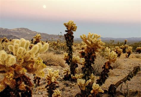 Cholla is a term applied to various shrubby cacti of this genus with cylindrical stems composed of segmented joints. Cholla Cactus Garden (With images) | Cactus garden, Desert ...