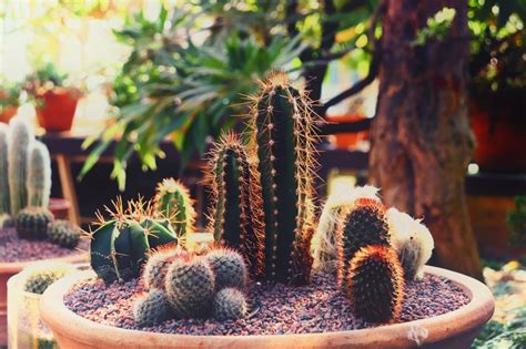 19.05.2020 · sometimes, the golden barrel cactus grows happily in a large container. How Big Of A Pot Does A Cactus Need? | CactusWay