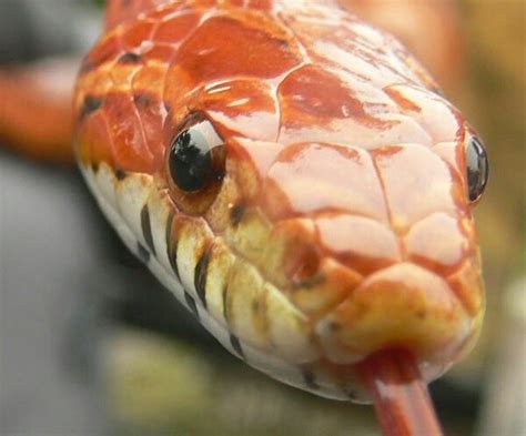 Contratado do sbt, é o. Cute snake | Corn snake, Pet snake, Snake