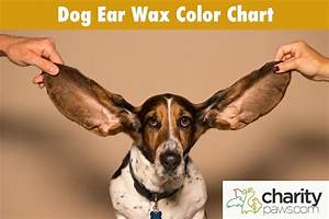 Dog Ear Wax Color Chart