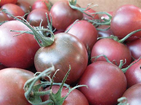 We had tons of tiny, tasty tomatoes to munch on. Best Tomato Varieties to Grow This Year - Organic ...