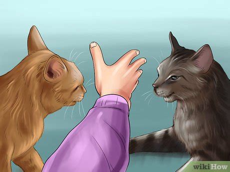 Why is your cat aggressive during petting? 3 Ways to Respond to Redirected Aggression in Cats - wikiHow