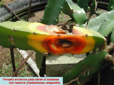 · if a disease is shaded, it is of primary concern at that growth stage. Dragon Fruit Diseases | Dragon Fruits Blog
