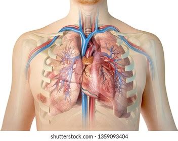 Organ ribcage illustrations & vectors. Organs Within Ribcage : Rib Cage County Of San Diego ...
