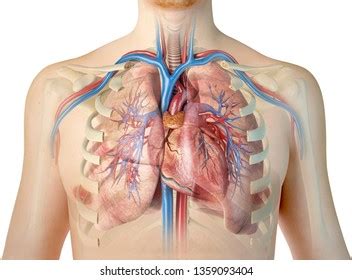 Crosswords are the best way to pass your free time and train your brain making it smarter and faster. Organs Within Ribcage : Rib Cage County Of San Diego ...