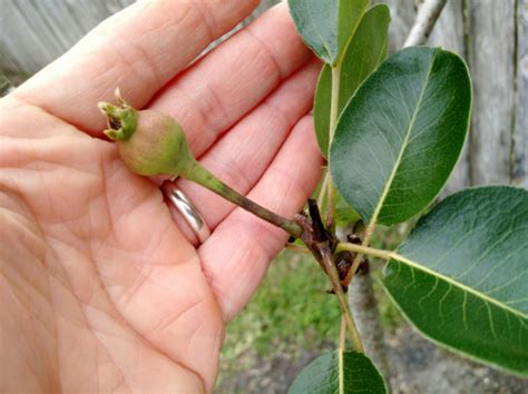 Q my otherwise healthy tree produces only a few flowers. Please identify my pear tree - General Fruit Growing ...