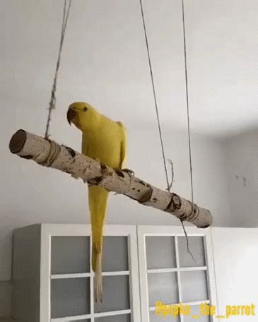 Weitere ideen zu gif lustig tiere, lustige tiere, gif. Rip in parrot - Gif | Gif lustig tiere, Lustige tiervideos ...