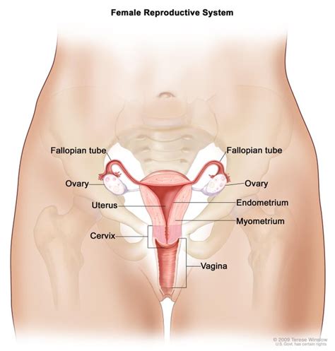 Check out our female parts selection for the very best in unique or custom, handmade pieces from our shops. Girls Body Parts Name In English — Steemit