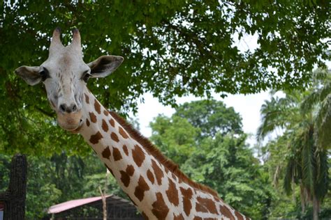 Fondata nel 1961, taiping zoo è il giardino zoologico più antico in malesia. Jeff's Travels: Visit Malaysia Year 2014 - Taiping Zoo, Taiping