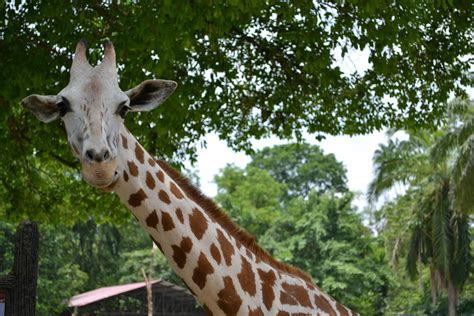 Currently home to more than 180 species of animals. Jeff's Travels: Visit Malaysia Year 2014 - Taiping Zoo ...