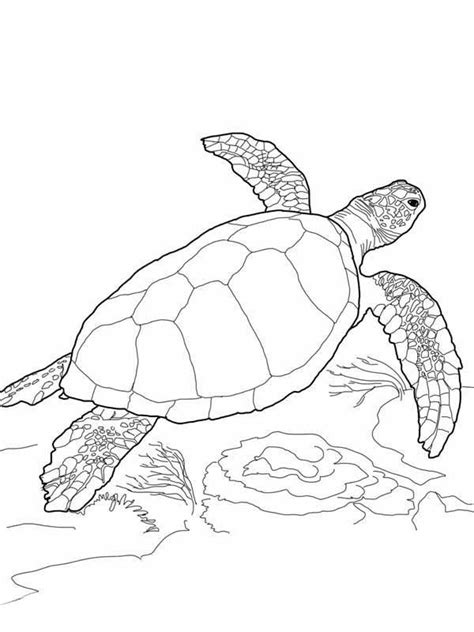 Maybe you would like to learn more about one of these? Sea Turtle, : Loggerhead Sea Turtle Coloring Page | Turtle ...