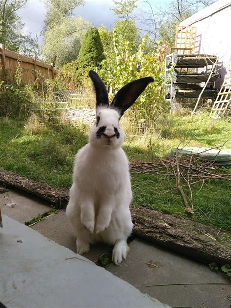 85 häuser in burg ab 447 €. Kaninchen im Garten - Burg Nagezahn e.V.