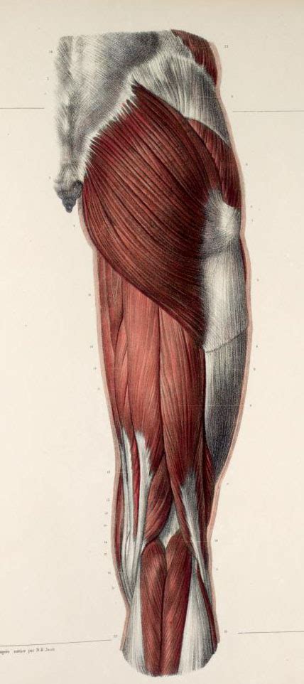 Three of them are called the 'short adductors' (pectineus, adductor brevis, and adductor longus). The anatomical and functional relation between gluteus ...