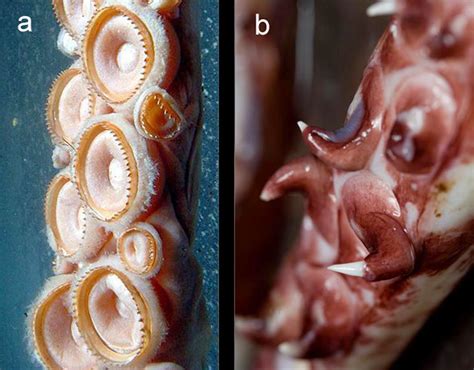 The suction cups of a giant squid and the hooked ones of a colossal ...