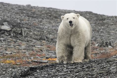 Image de la catégorie ours polaire sur un fond blanc image 28813717. Ours Polaire Sur Une Plage Buzz - Pewter