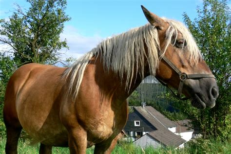 Wann brauchen sie den sicherheitsgurt nicht anzulegen? 090725-Planwagen-Neubeginn - eo-linde.de