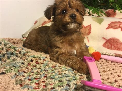 Most comfortable with women, but did live with family w/ a 7yr old. Puppies for sale - Yorkiepoo, Yorkiepoos, Yorkipoos - ##f ...