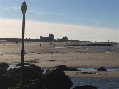 Dit geldt dus alleen wel als de alg in grote getale in het water zit. DuinstripWonen on Twitter: "Bijzonder laagwater op strand ...