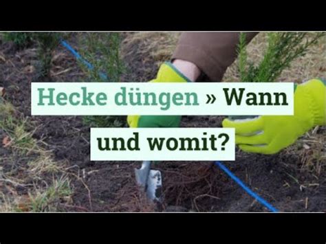 Eine ligusterhecke zu düngen ist keine pflicht, aber für angrenzende gewächse wichtig! Hecke düngen » Wann und womit? - YouTube