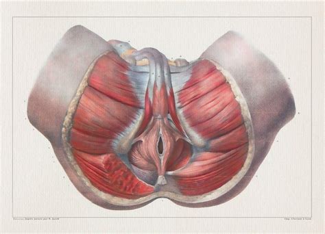 The muscles of the pelvic floor are collectively referred to as the levator ani and coccygeus muscles. Anatomy Of The Pelvis Muscles : Pelvic Floor Disorders ...