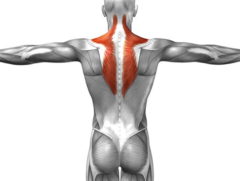 Leg back muscles 3d medical vector illust. Body Diagram Back Muscles - Aflam-Neeeak