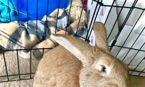 | pet shops across the uk banned the sale of rabbits during easter. These Seattle-based rabbits are up for adoption and in ...