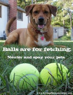 Spaying or neutering your dog is also better for you. 33 Best Spay and Neuter images | Your pet, Pets, Animal rescue