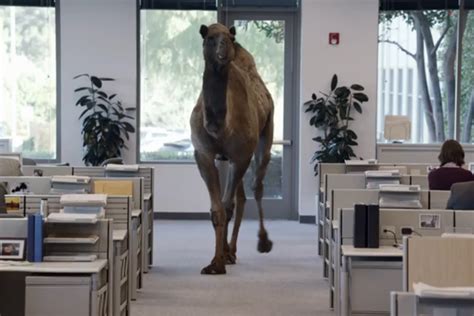 It actually holds fat the camel can use for water. Geico's ad gives a camel a happy hump day | Campaign US