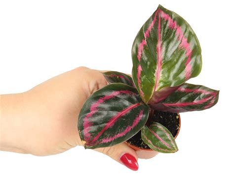 Calathea roseopicta 'Black Lipstick' Kalatea| Zielony-parapet