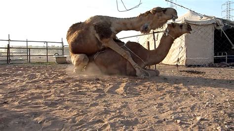 When andy and elizabeth buy a farm watch online movie: Camels mating | Doovi