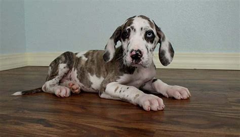 We had discussed getting a great dane, *someday*. adorable m/f great dane puppies for sales for Sale in ...