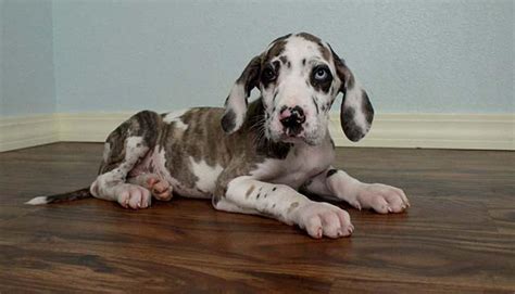 Born 04/02/2021, ready on the 29th. adorable m/f great dane puppies for sales for Sale in ...