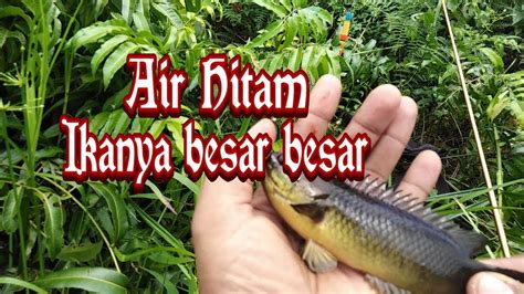 Mancing ikan haruan, ikan gabus di sungai air hitam menggunakan teknik casting ala brandal mancing. Rawa Air Hitam Kalimantan,ikanya Liar - liar (1) - YouTube