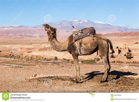 Denn es trägt nicht nur. Dromedar Im Hohen Atlas Von Marokko Stockfoto - Bild von ...