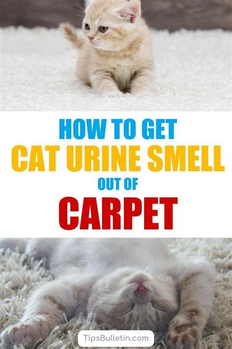 Guaranteed 100% odor removal in one treatment or your money back! 6 Clever Ways to Get Urine Smell Out of Carpet | Cat urine ...