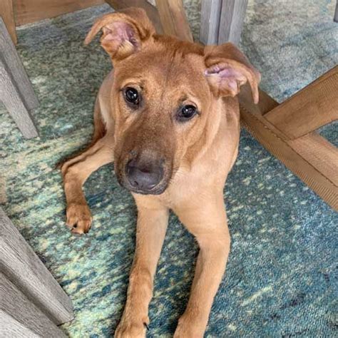 Just looking for a new home due to insufficient funds to support and manage their needs… puppy available.text.‪641 732‑7254‬ $750. Dogs and Puppies for Adoption in San Diego | Helen ...