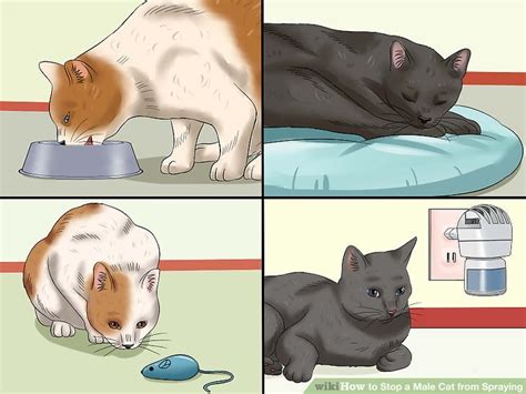 Getting a new cat can be an exciting experience. How to Stop a Male Cat from Spraying: 11 Steps (with Pictures)