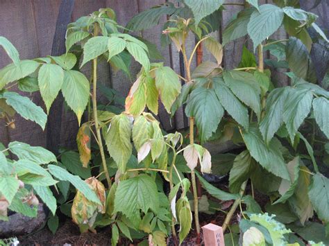 Planting raspberries in the fall or spring? Raspberry plant problem - yellowing wilting leaves... Any ...