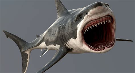 This tutorial will teach you how to render the large shark in pencil, before completing it in ink. Realistic Great White Shark 3D Model | White sharks, Great ...