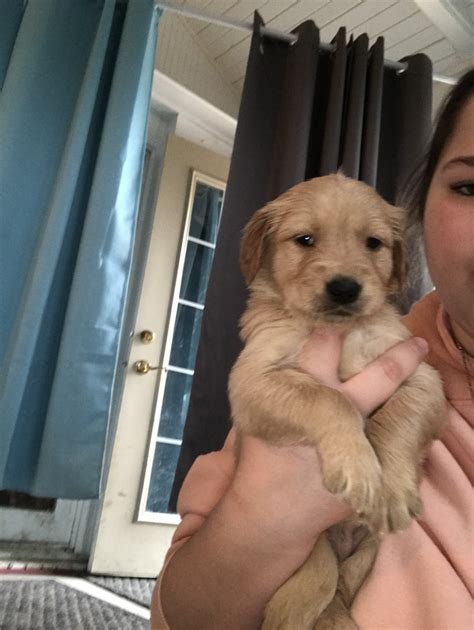 Their warm personalities make them a wonderful addition to a family or for an individual. Golden Retriever Puppies For Sale | Indianapolis, IN #345134