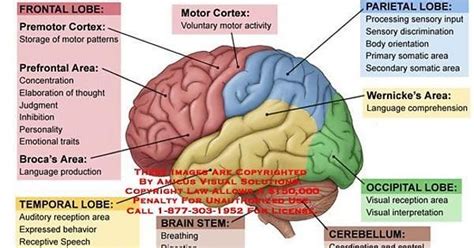 As it ascends, the midbrain travels through the opening in the tentorium cerebelli. imgur.com | Brain anatomy and function, Brain anatomy ...