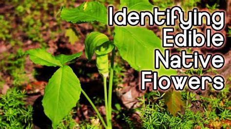 Maybe you would like to learn more about one of these? Identifying Spring Wildflowers | Foraging for Edible and ...