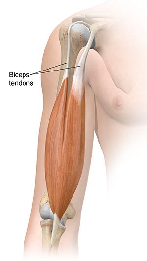 Extends leg at knee vastus lateralis, rectus femoris, vastus medialis, vastus intermedias. Understanding Biceps Tendonitis