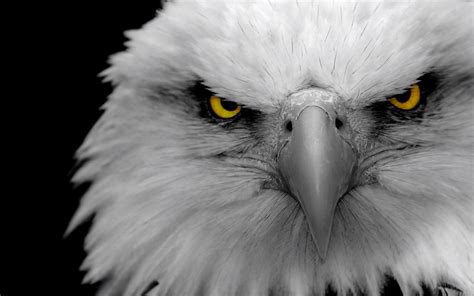 4k ultra hd eagle wallpapers. Eagle HD Desktop Background Wallpaper | HD Wallpapers